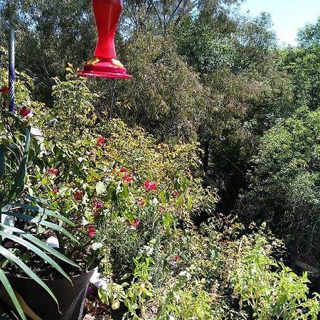 מקסיקו סיטי Charming Sunny Bedroom Overlooking Beautiful Amsterdam Avenue In Best Condesa Area מראה חיצוני תמונה