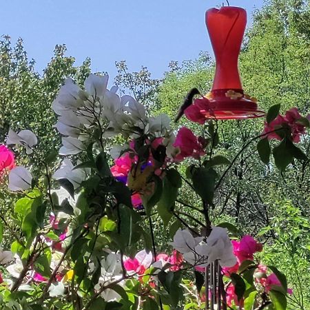 מקסיקו סיטי Charming Sunny Bedroom Overlooking Beautiful Amsterdam Avenue In Best Condesa Area מראה חיצוני תמונה