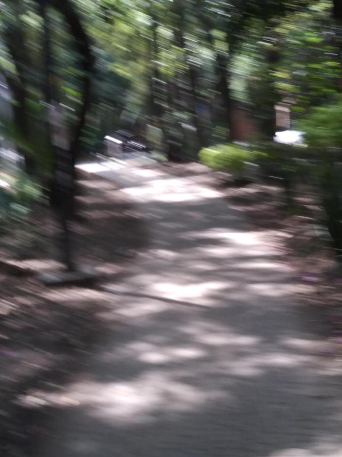 מקסיקו סיטי Charming Sunny Bedroom Overlooking Beautiful Amsterdam Avenue In Best Condesa Area מראה חיצוני תמונה