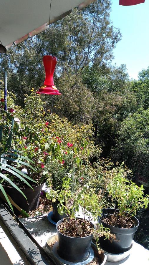 מקסיקו סיטי Charming Sunny Bedroom Overlooking Beautiful Amsterdam Avenue In Best Condesa Area מראה חיצוני תמונה